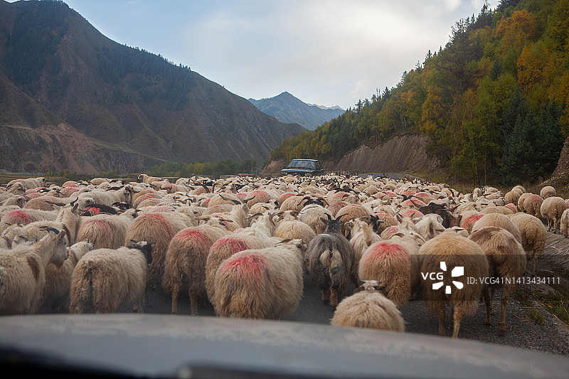 羊群交通图片素材