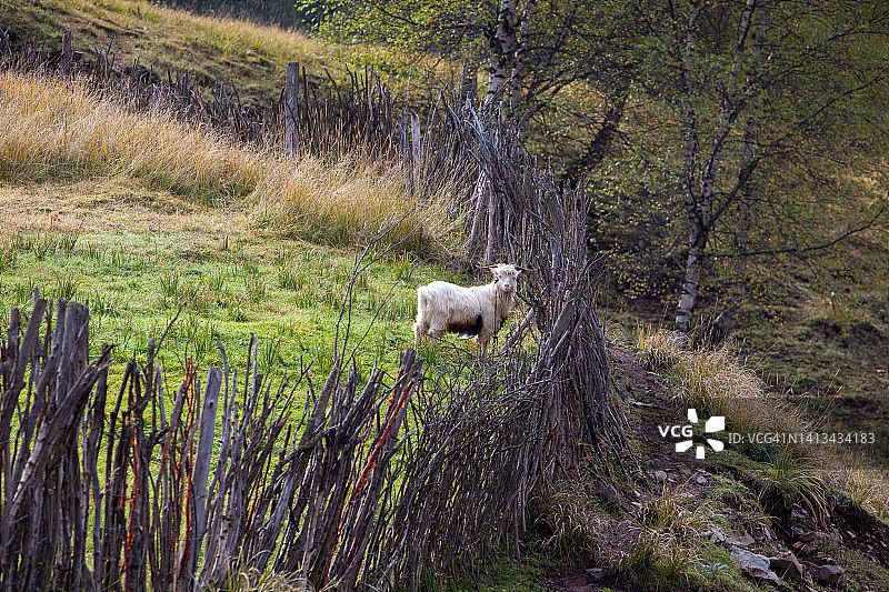 羊圈里的小羊图片素材