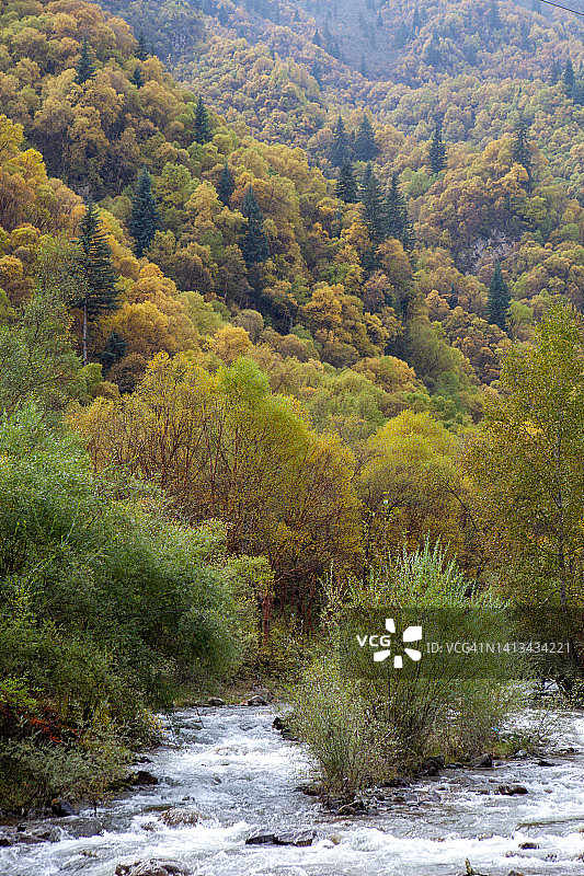 秋天的树木和奔流的小溪图片素材
