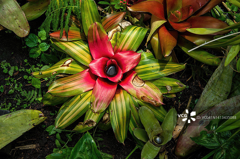 花园中绿色和黄色条纹红心菠萝图片素材