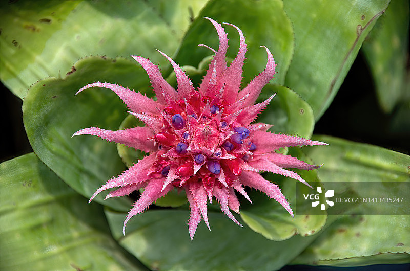 银花瓶凤梨（姬凤梨）图片素材