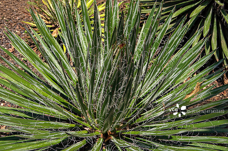 岩石花园中的小花龙舌兰图片素材