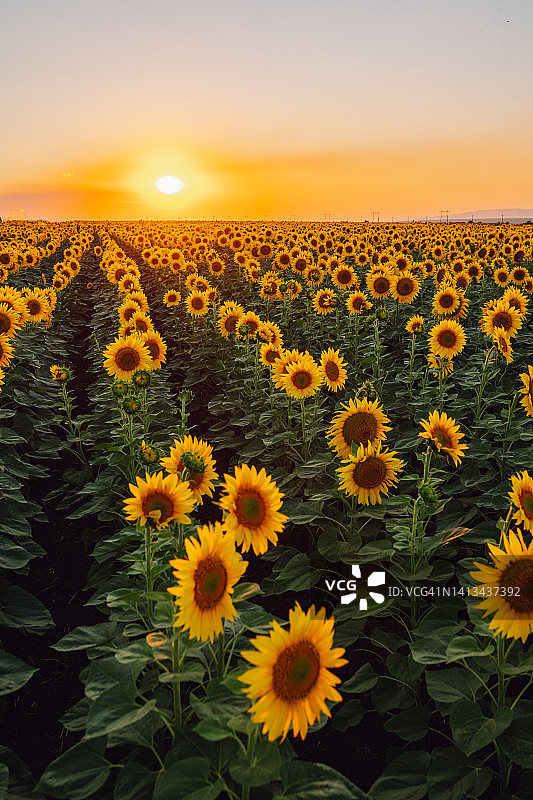 向日葵田图片素材