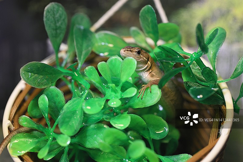 叶子篮子里的日本草蜥蜴图片素材