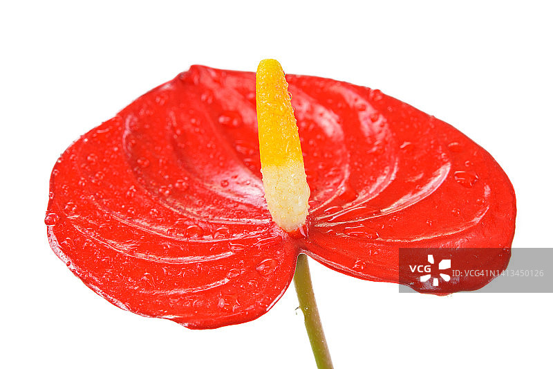 花烛或安祖花图片素材