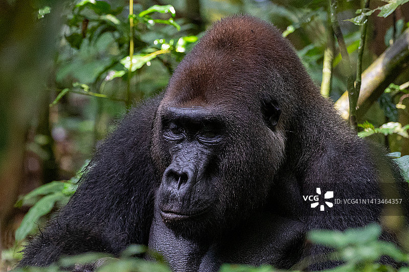 马昆巴群体的亚成年个体图片素材