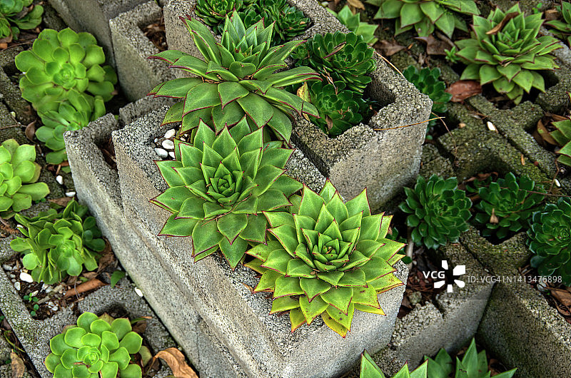 生长在水泥砖中的花卉图片素材