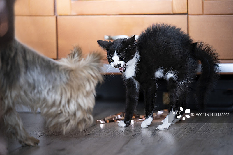 举起的小猫对他第一次看到的狗嘶嘶叫和喷鼻息图片素材