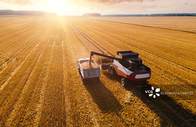 日落时分收割小麦图片素材