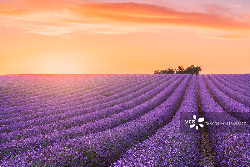 法国普罗旺斯日落时分的薰衣草田和树图片素材