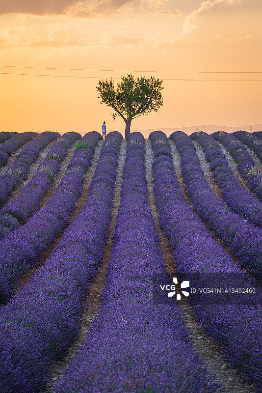 法国普罗旺斯日落时分的薰衣草田和树图片素材