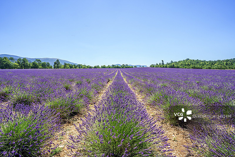 法国普罗旺斯瓦朗索勒的薰衣草田野，夏季图片素材