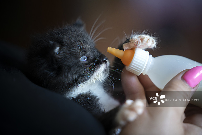 奶瓶喂养的小猫图片素材