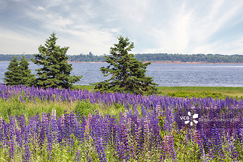 海湾旁的羽扇豆图片素材