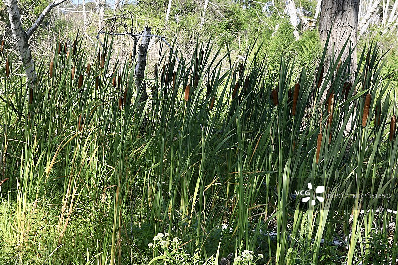 香蒲植物（宽叶香蒲）图片素材