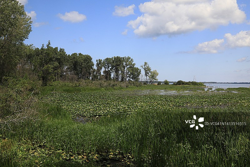 伊利湖的湿地区域图片素材