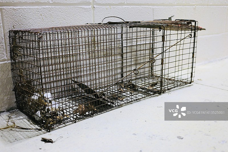 用于捕捉大型啮齿动物的动物陷阱图片素材