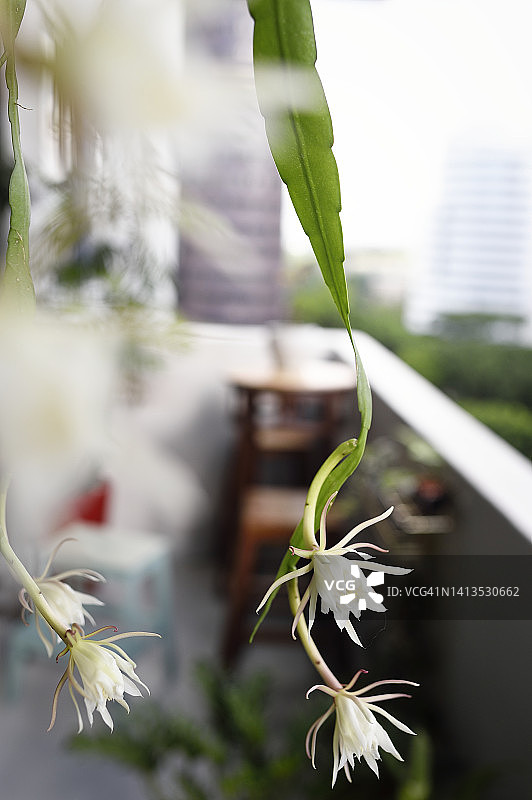 夜皇后之花盛开图片素材