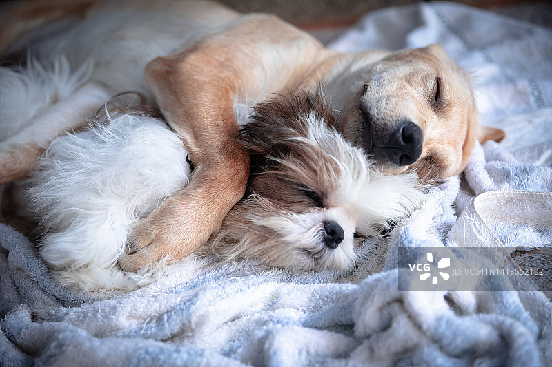 犯困的拉布拉多寻回犬和西施犬幼犬图片素材