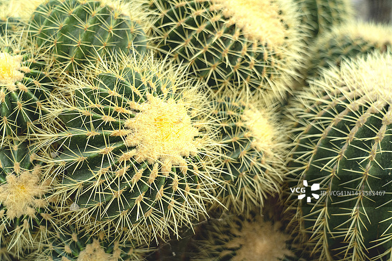 亚利桑那州南部的金色桶形仙人掌图片素材