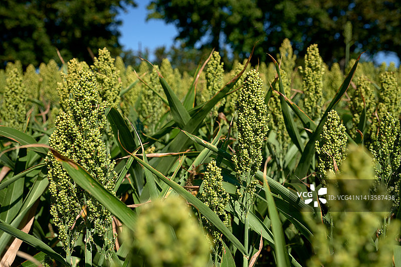 高粱耕地特写图片素材