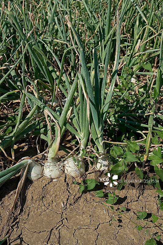 白色洋葱田图片素材