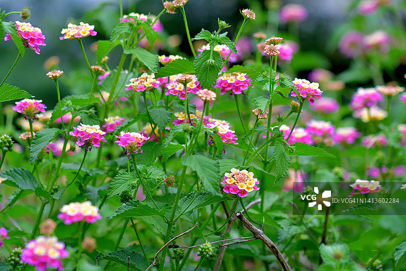 马缨丹图片素材