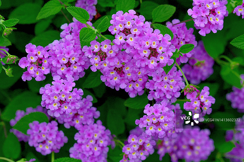 马缨丹图片素材