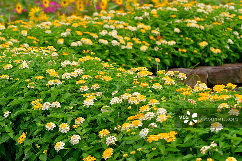 马缨丹图片素材