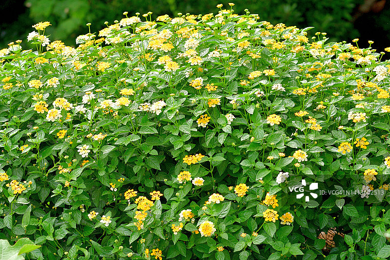 马缨丹图片素材