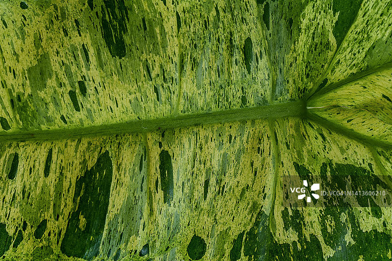 天堂蔓绿绒叶子背景图片素材