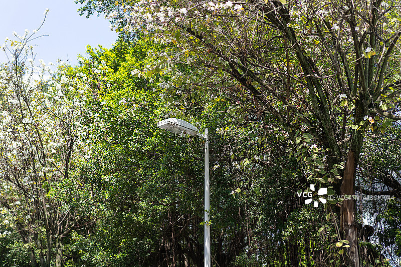 隐藏在树木中的路灯图片素材