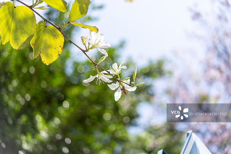 兰花树的鲜花与叶子图片素材