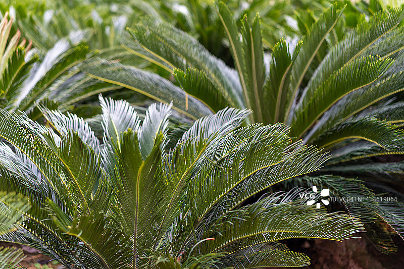 种植在田野中的大型苏铁树图片素材
