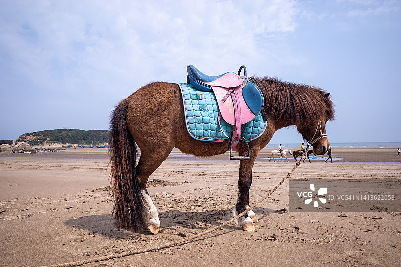 海边休息的马图片素材