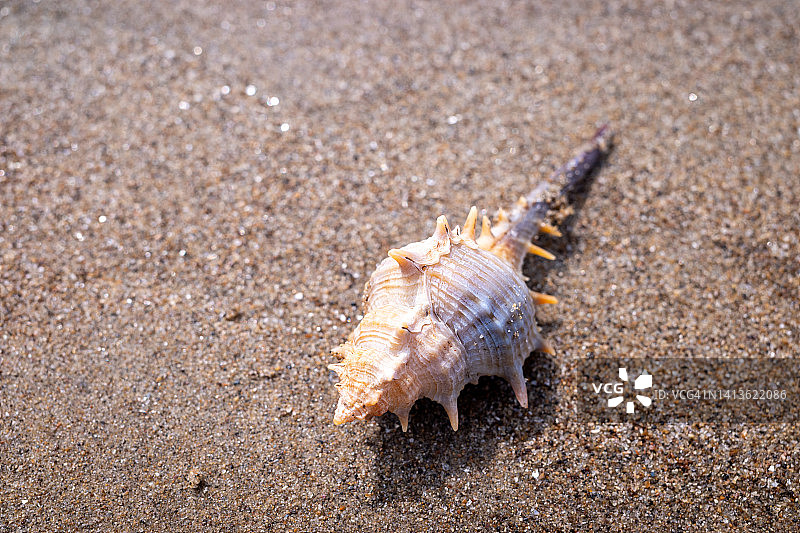 退潮后留在海滩上的蜗牛图片素材