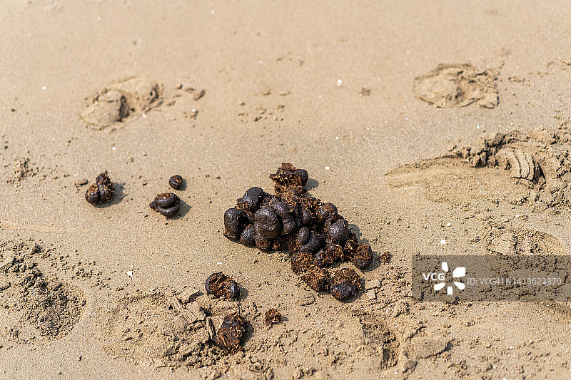 海滩上的马粪图片素材