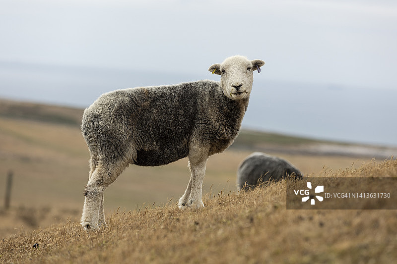 最近剪过的绵羊在干燥的威尔士山草地上吃草图片素材