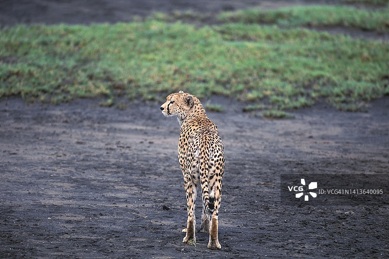 塞伦盖蒂猎豹雄性的后视图图片素材