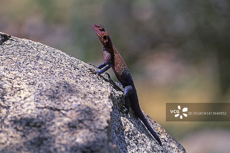 红头岩蜥图片素材