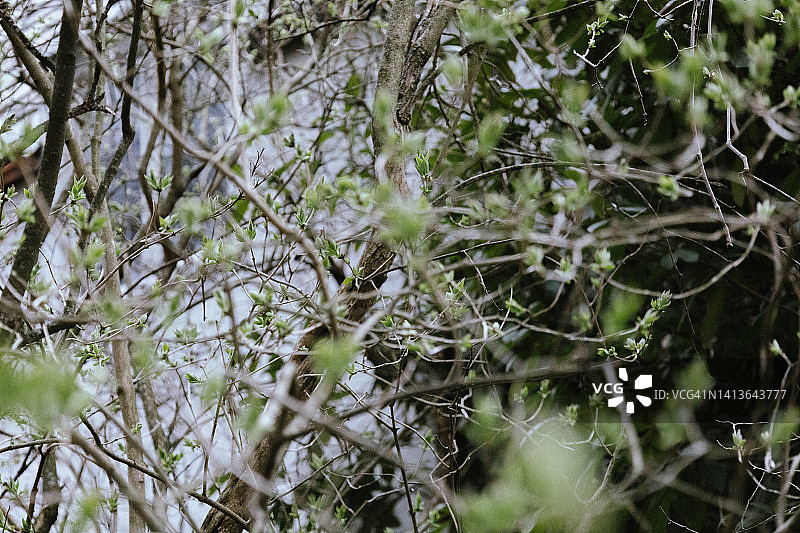 早春时节发芽的木质茎图片素材