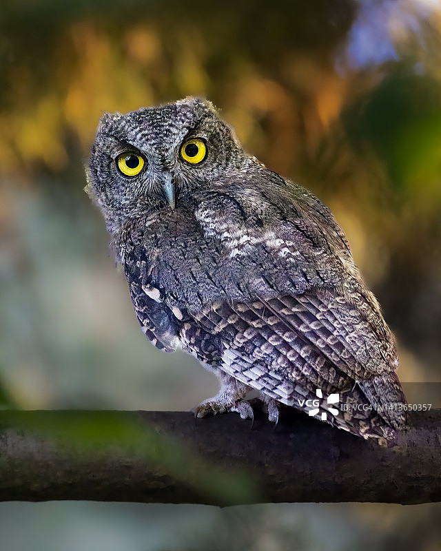 西部角鸮图片素材