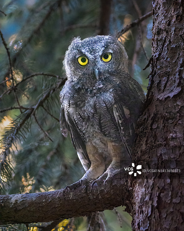 西部角鸮图片素材