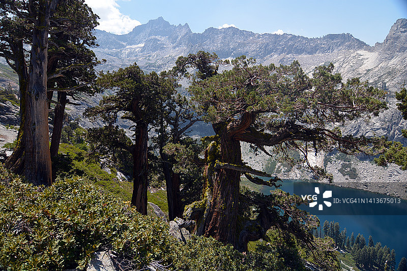内华达山脉高地的古老西部刺柏图片素材