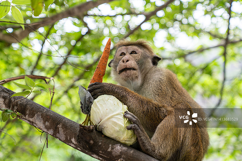 猴子，偷了卷心菜和胡萝卜的小偷，斯里兰卡之旅图片素材