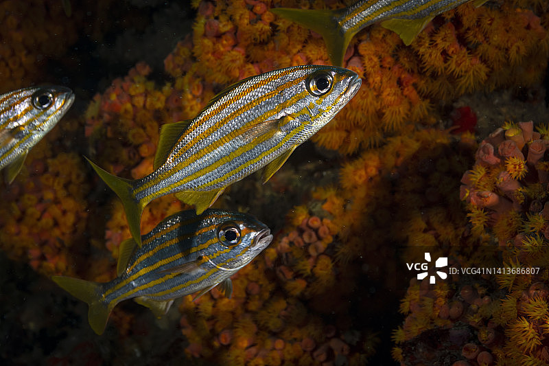 小口石鲈图片素材