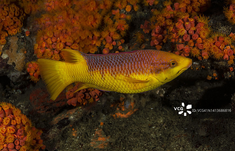 西班牙猪鱼图片素材