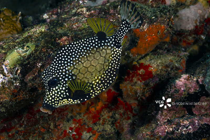 光滑的箱鲀图片素材