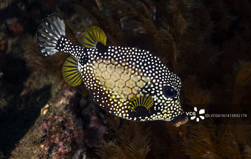 光滑的箱鲀图片素材