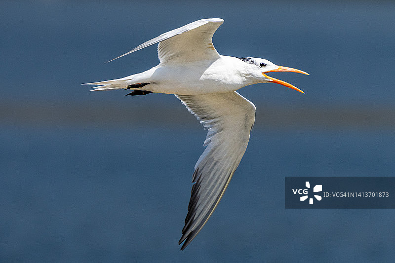 白嘴端燕鸥图片素材